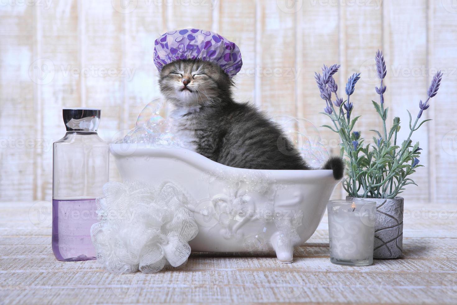 entzückendes Kätzchen in einer Badewanne zum Entspannen foto