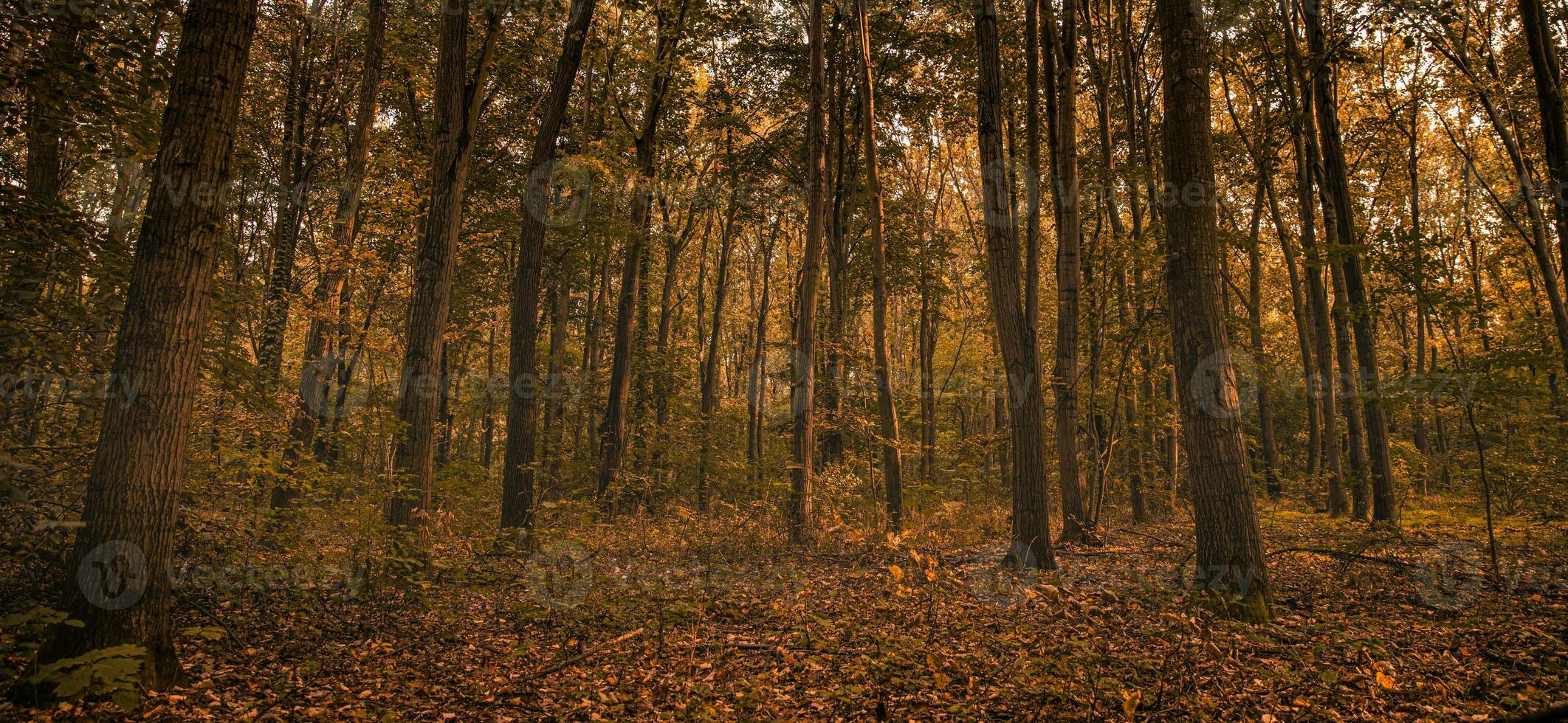 Herrlich Herbst Panorama von ein sonnig Wald. Herbst Landschaft im Panorama Format ein Wald im beschwingt warm Farben mit Sonne leuchtenden durch das Blätter. tolle Herbst Natur foto