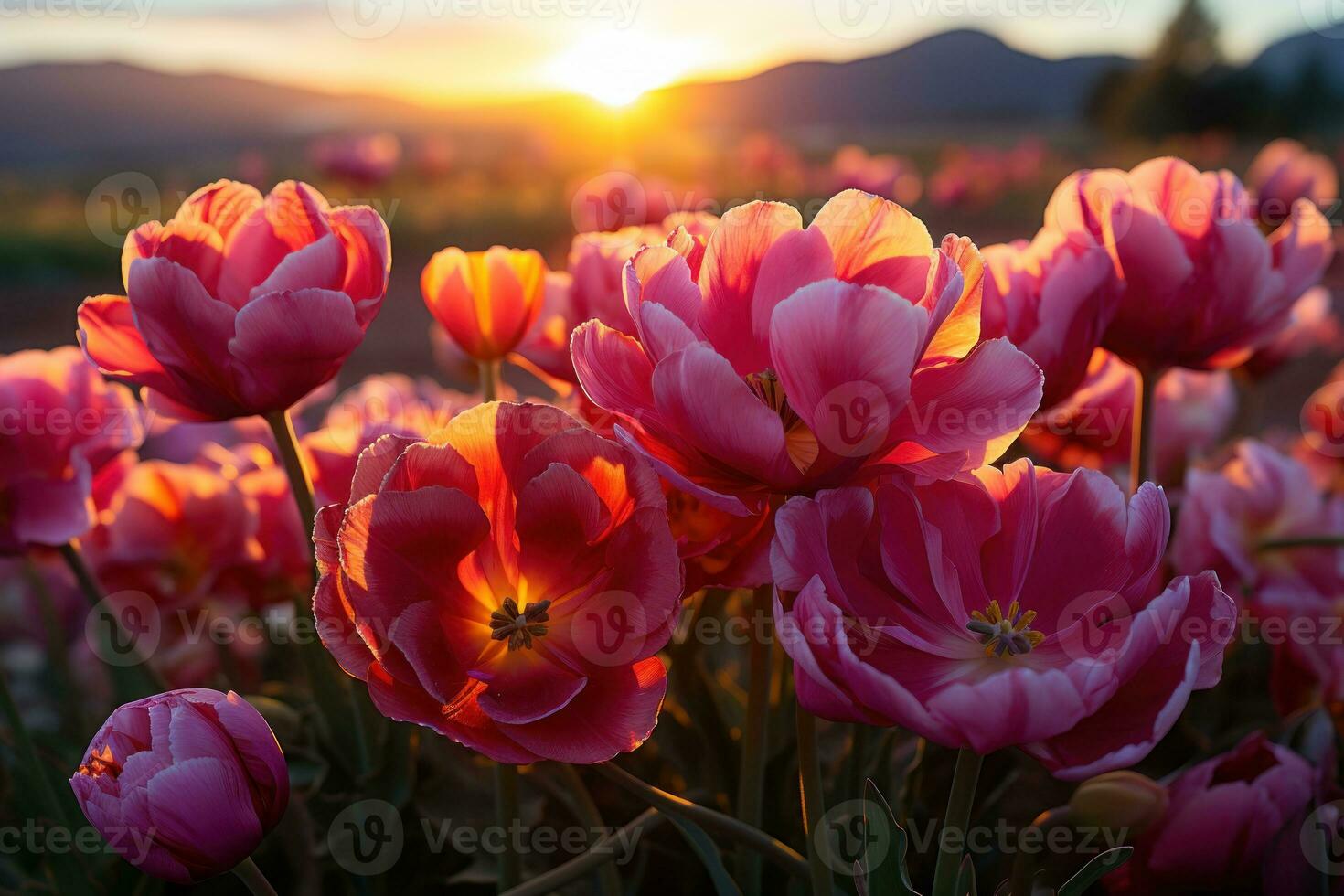 ai generiert Morgen Glanz sonnendurchflutet Tulpen Natur, Sonnenaufgang und Sonnenuntergang Hintergrund foto