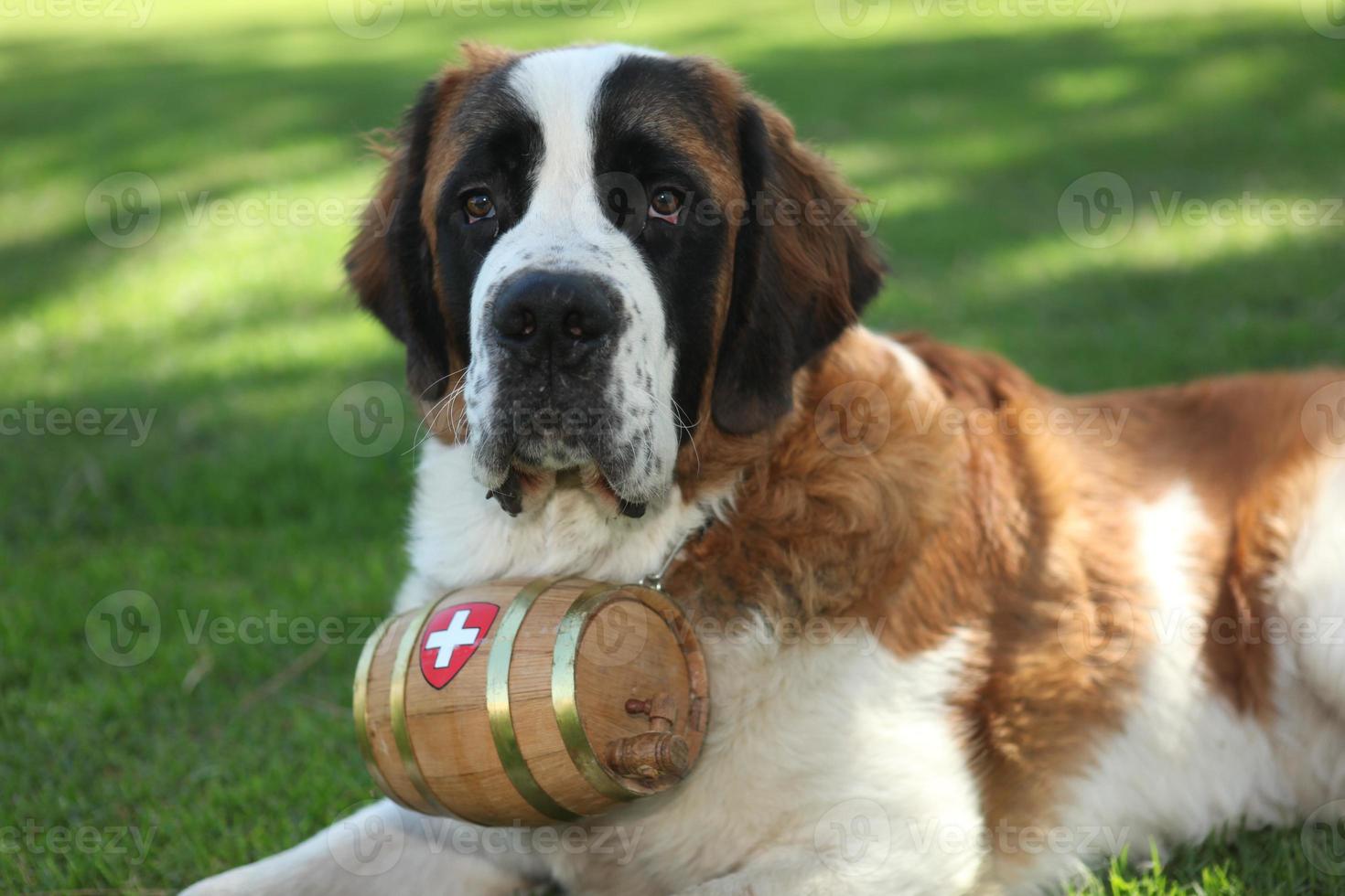 Hündchen draußen im Gras foto