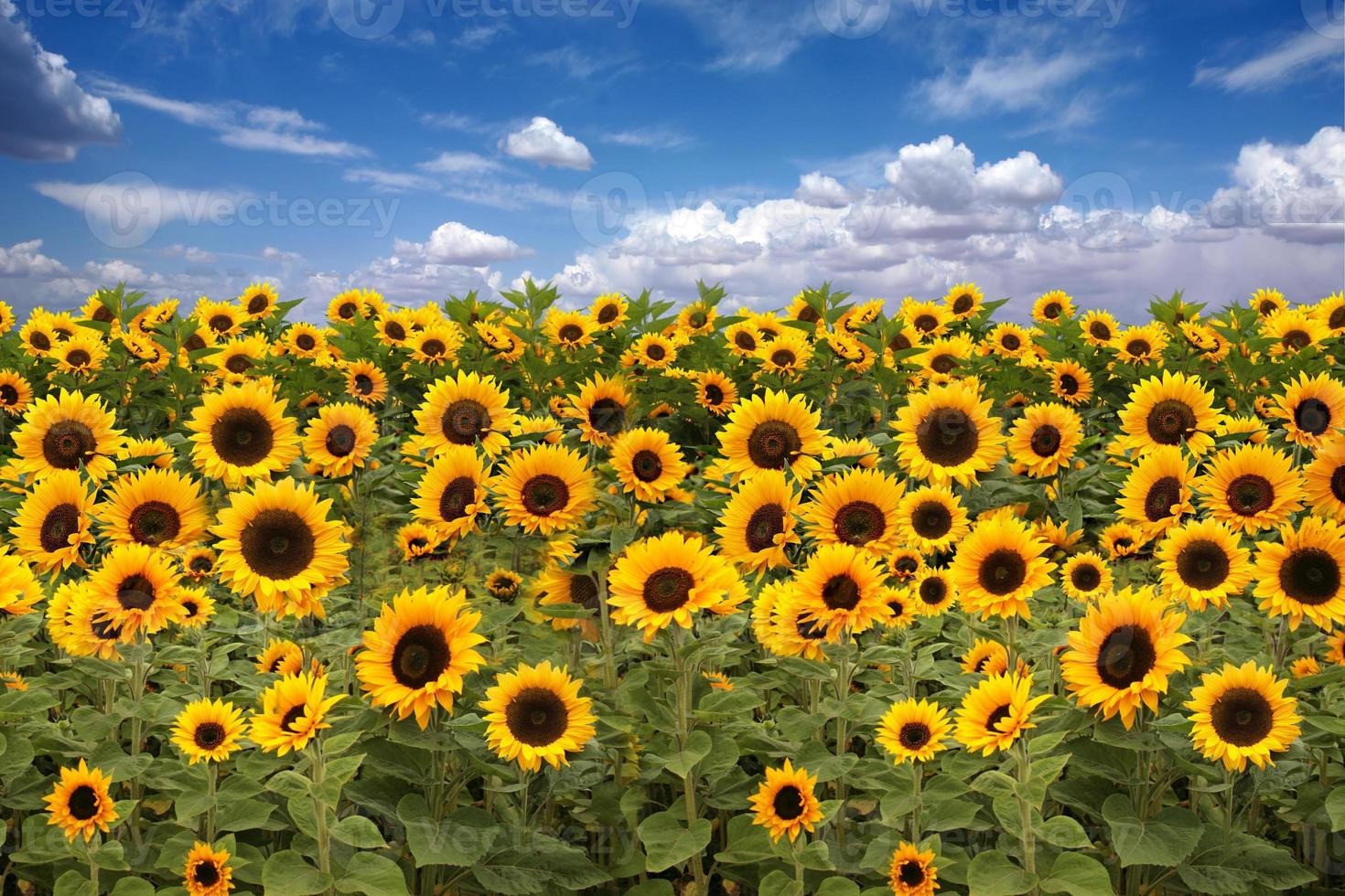 Sonnenblumen-Ackerland mit blau bewölktem Himmel foto