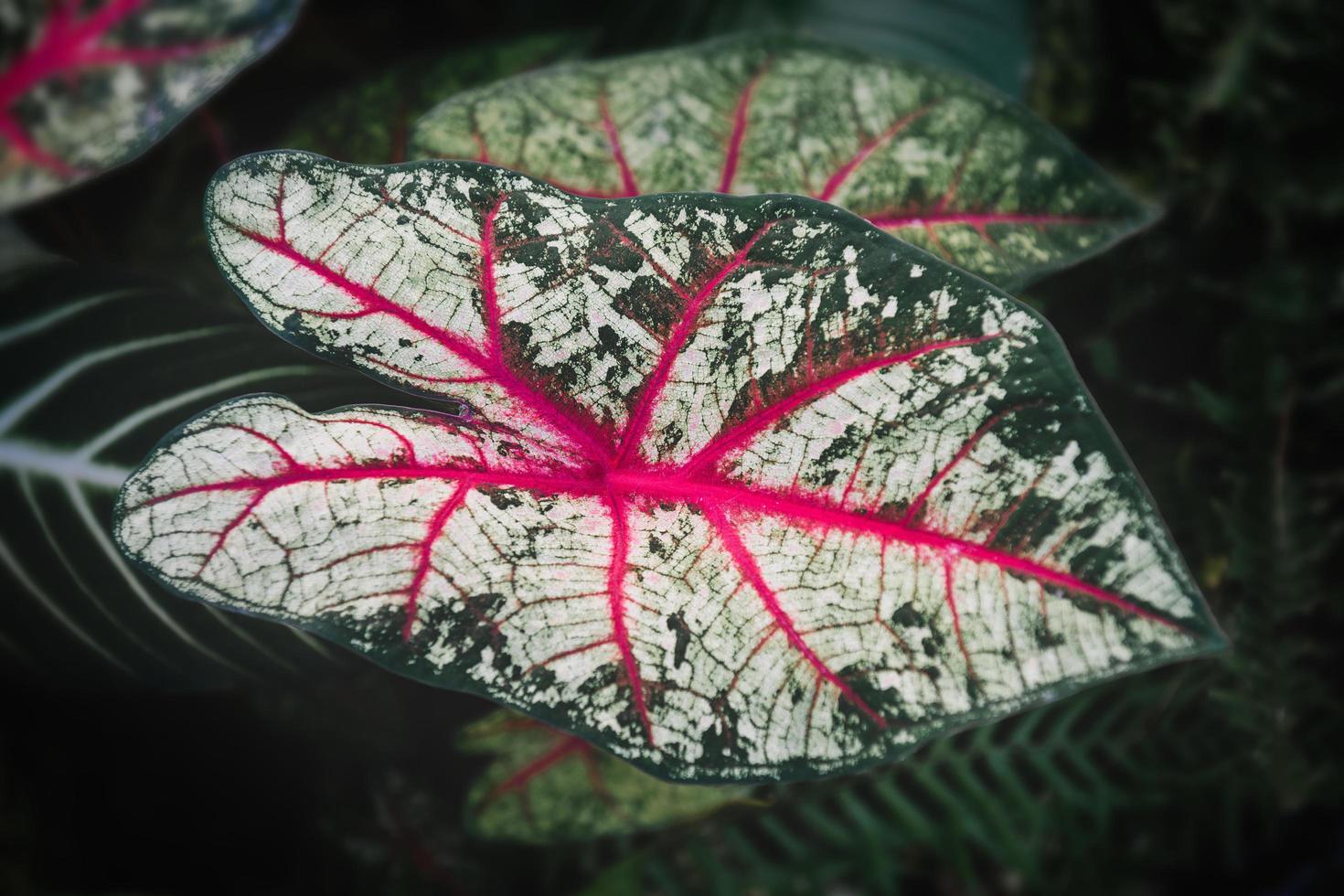 Caladium Bicolor Leafs Tree mit schwacher Innenbeleuchtung. foto