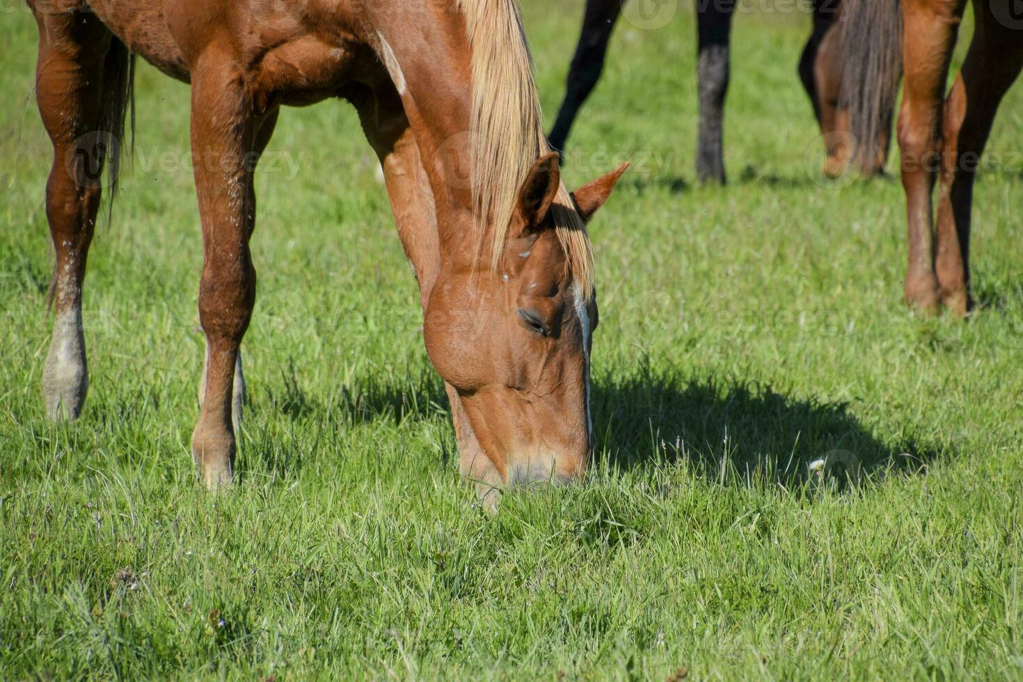 Pferde grasen im das Weide. Koppel Pferde auf ein Pferd Bauernhof. Gehen Pferde foto