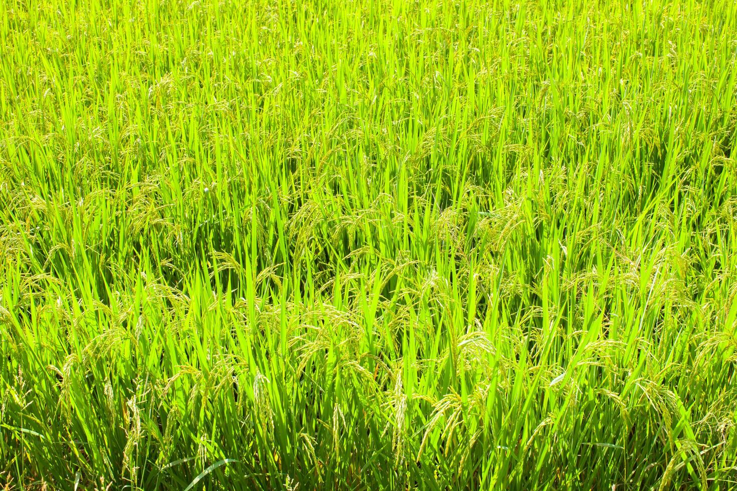 Reis Feld Bauernhof Grün und Gelb Farbe unter wolkig Himmel foto