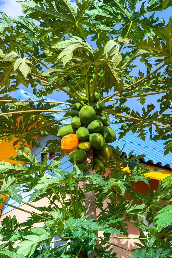 organisch Grün Papaya Obst Baum foto