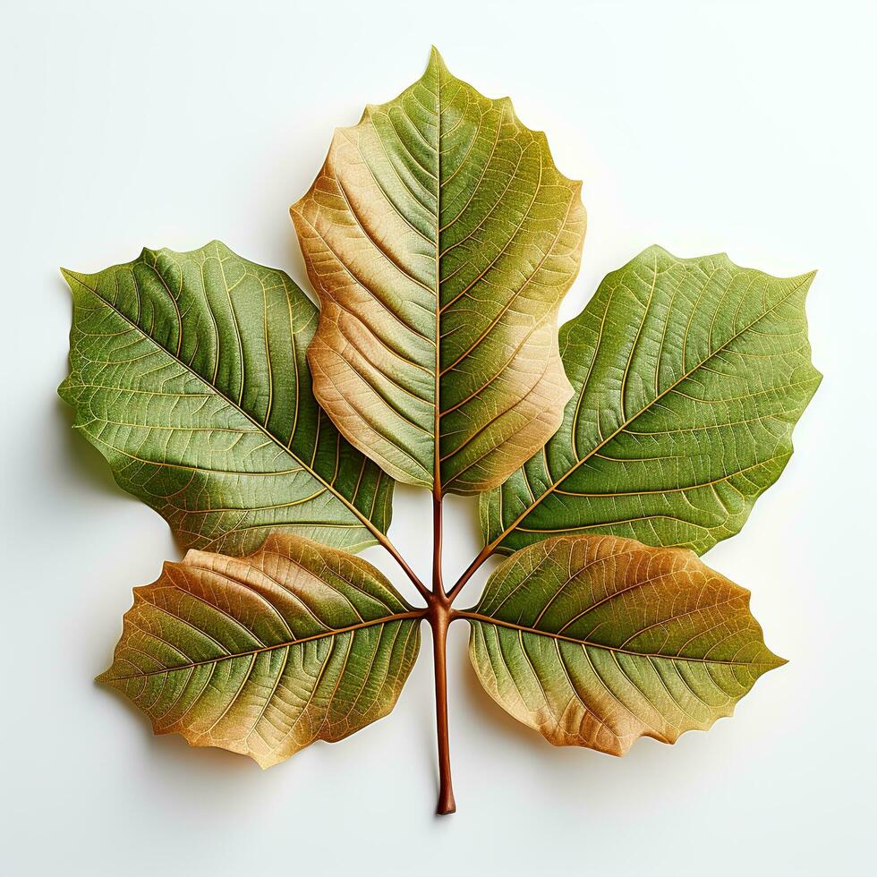 ai generiert Single Frühling Herbst Ahorn Blatt mit Weiß Hintergrund erstellt mit generativ ai foto