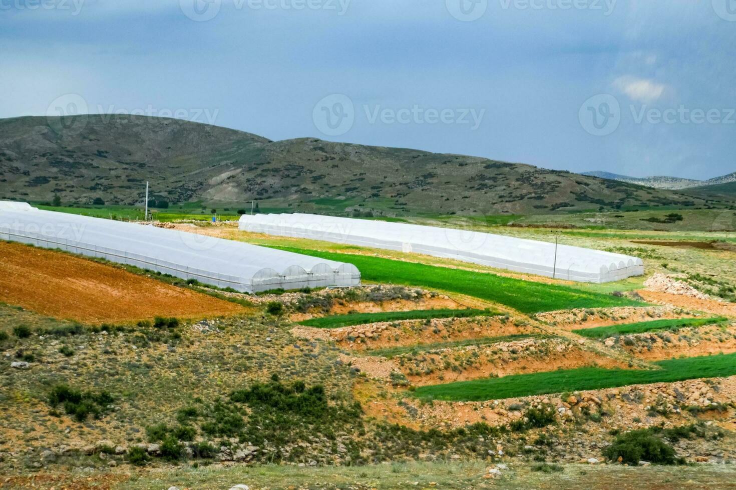 Tomate Pflanzen wachsend Innerhalb groß industriell Gewächshaus. industriell Landwirtschaft. foto