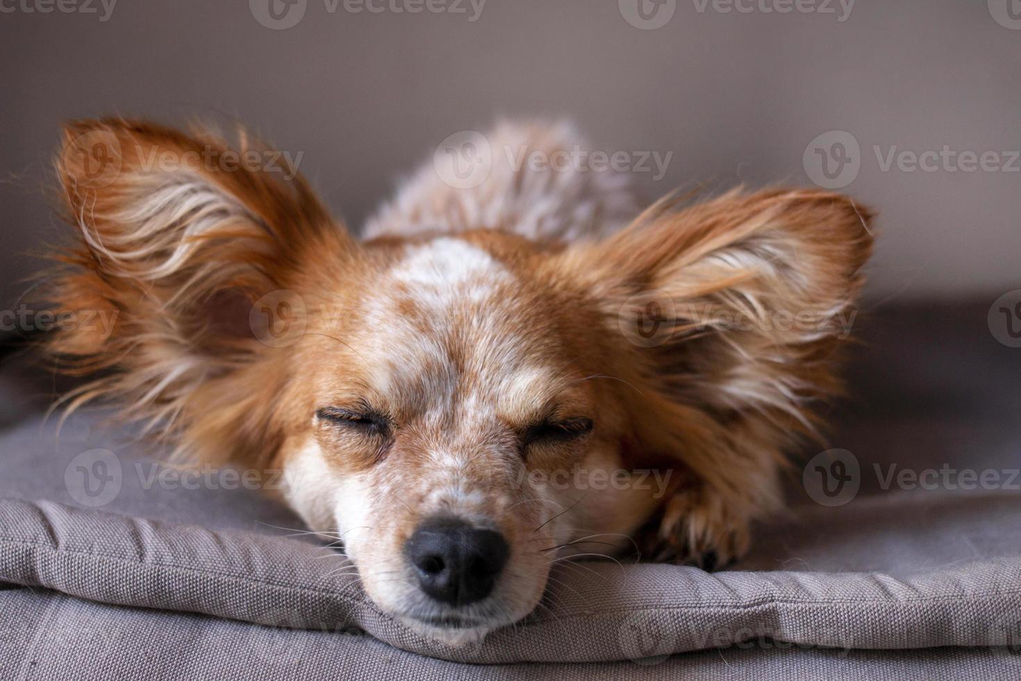 kleiner süßer Hund auf dem Bett foto