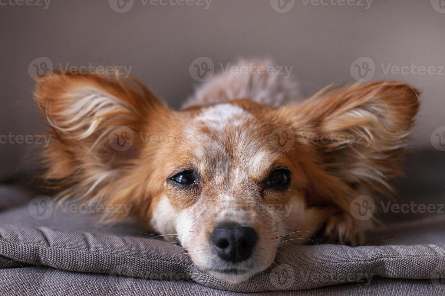 kleiner süßer Hund auf dem Bett foto