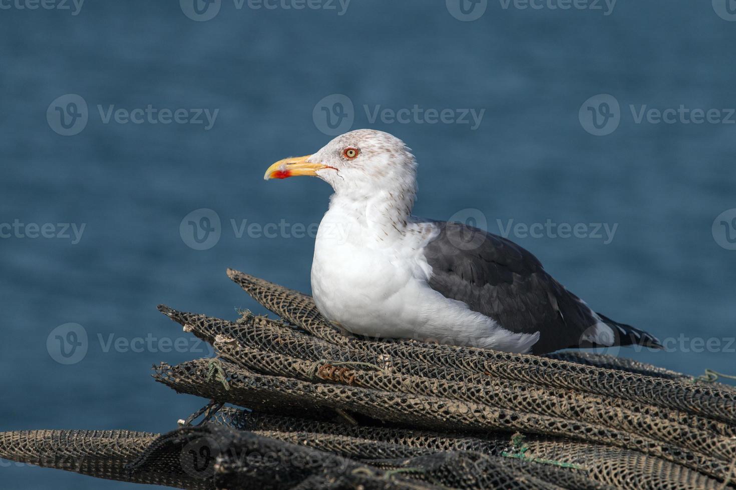 Möwe an der Küste foto