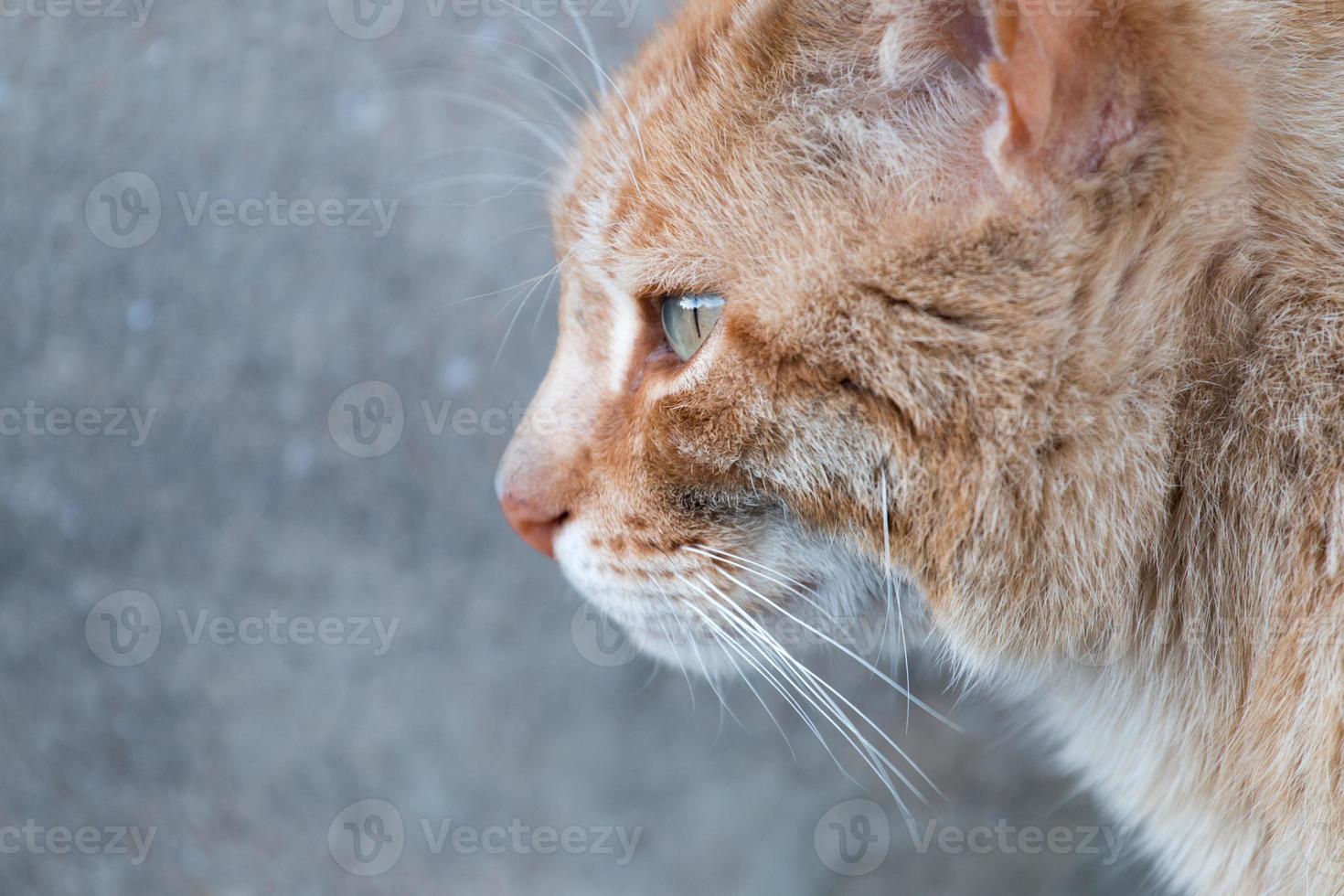 orange Katze auf der Straße foto