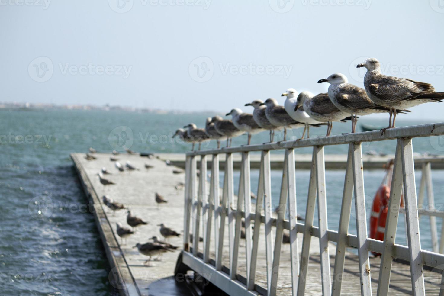 Gruppe von Möwen am Pier foto