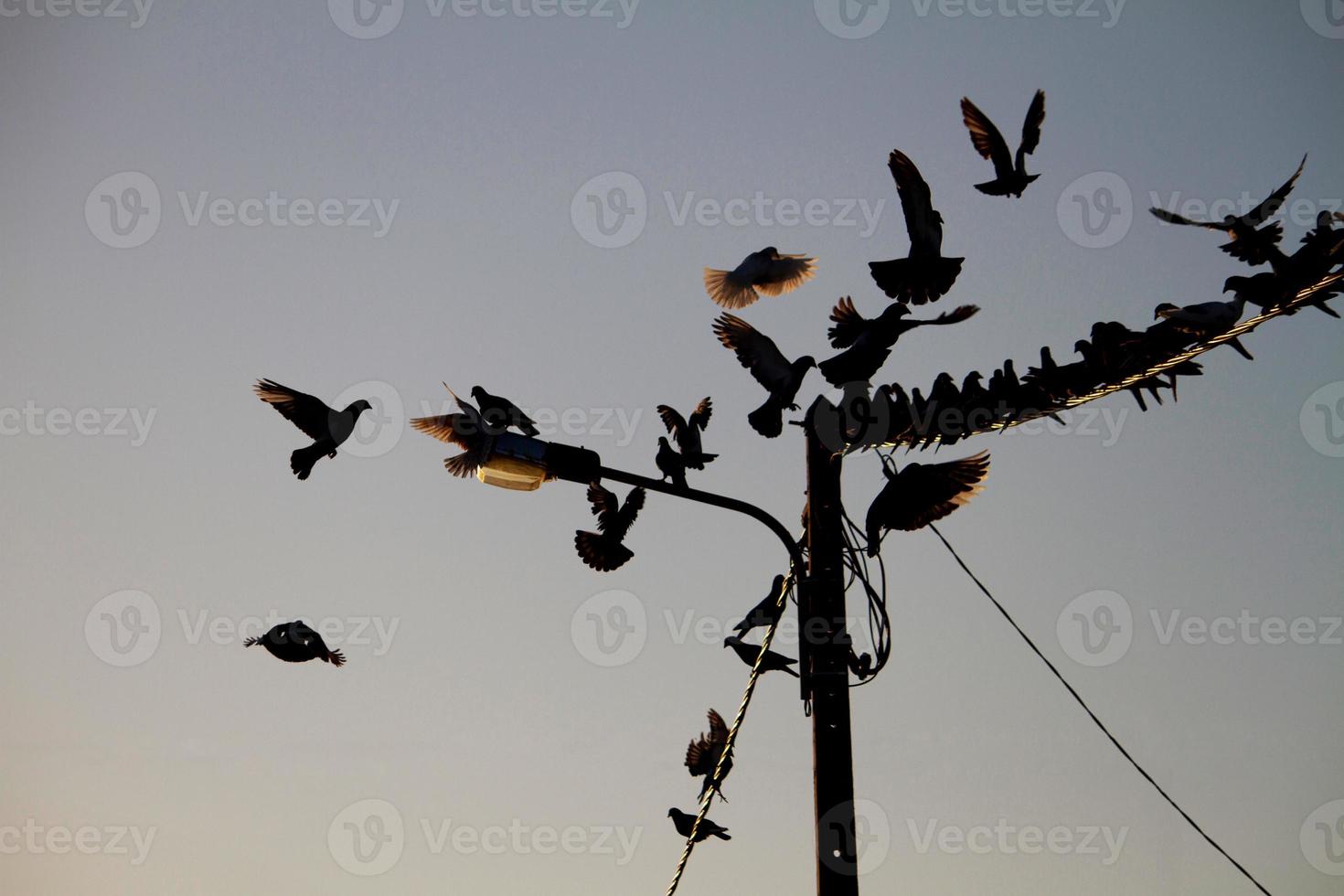 Vögel auf einem Draht foto