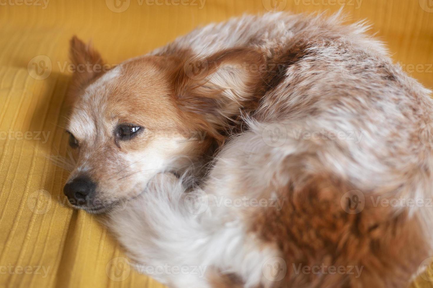 kleiner süßer Hund auf dem Bett foto