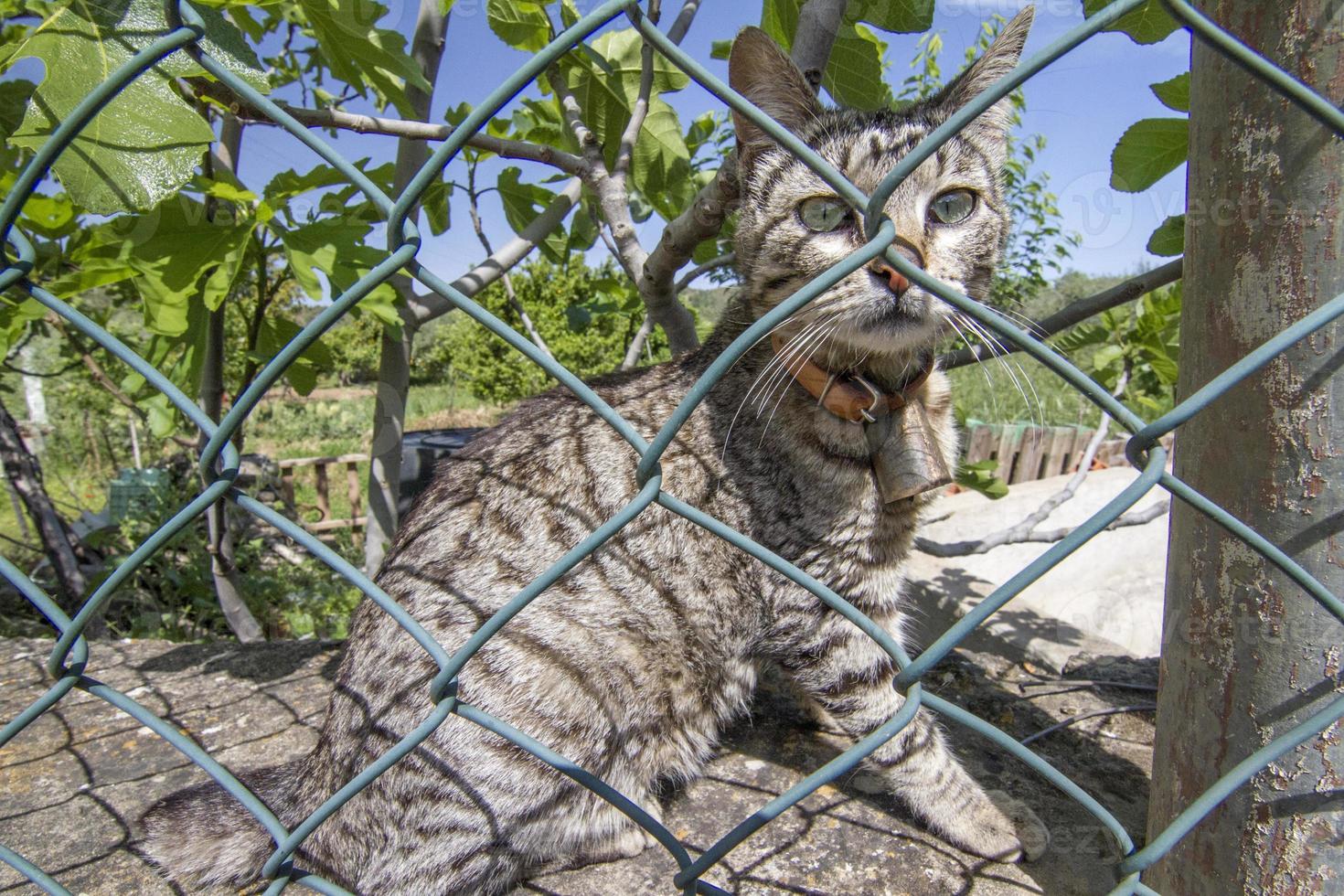 Hauskatze hinter einem Netz foto