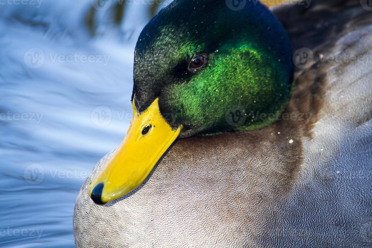 Stockente auf einem Pool foto