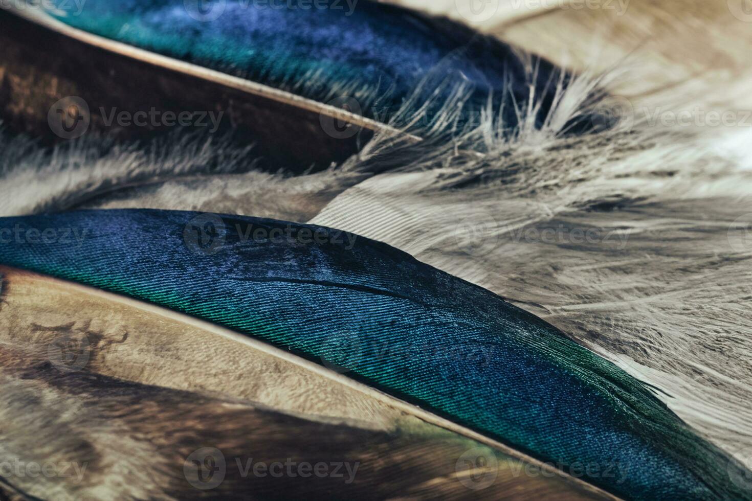 schließen oben schön farbig Ente Vogel Feder Muster Hintergrund zum Design Textur. Makro Fotografie Sicht. foto