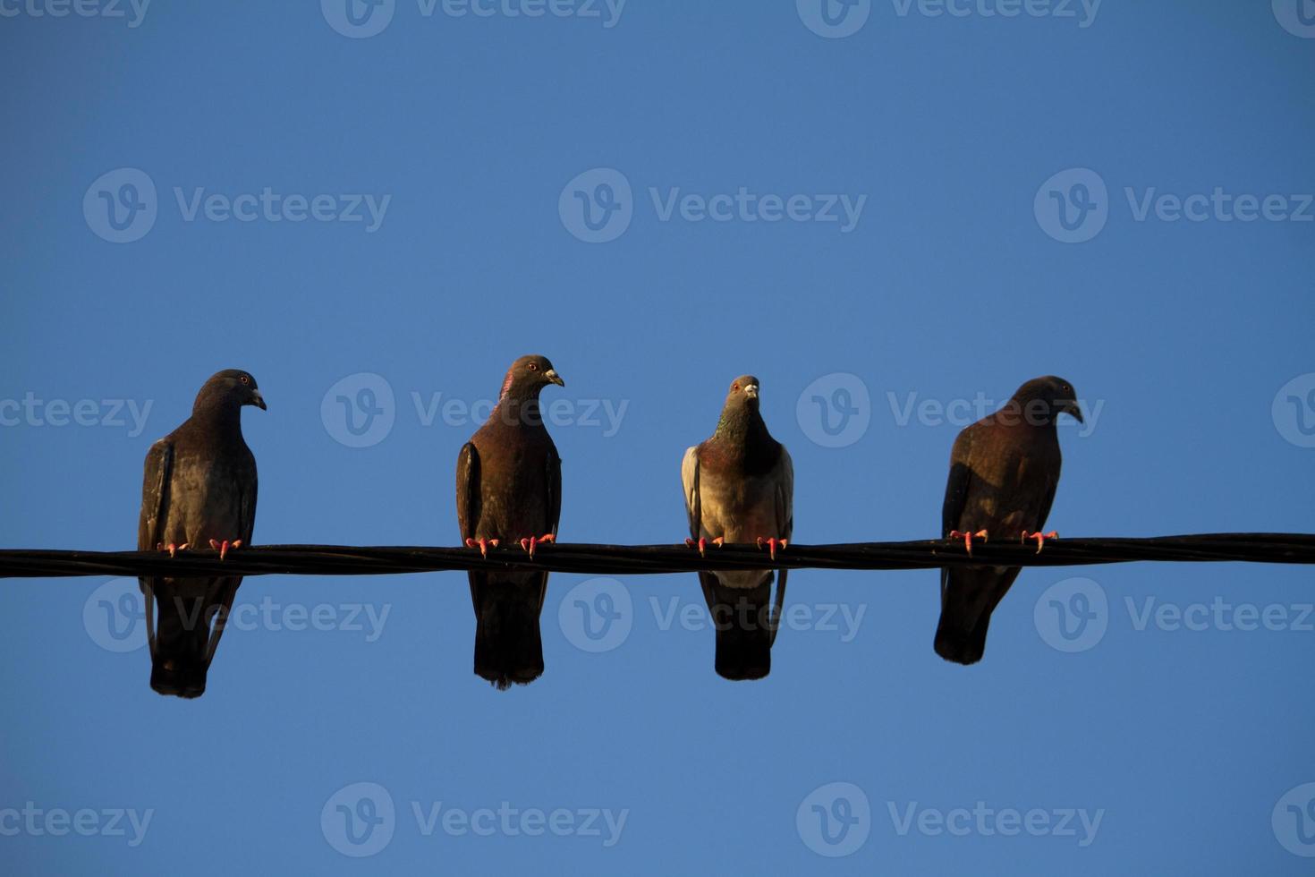 vier Tauben an einem Draht foto