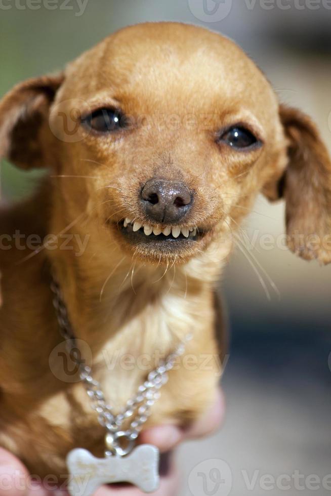 Hund mit komischem Lächeln foto