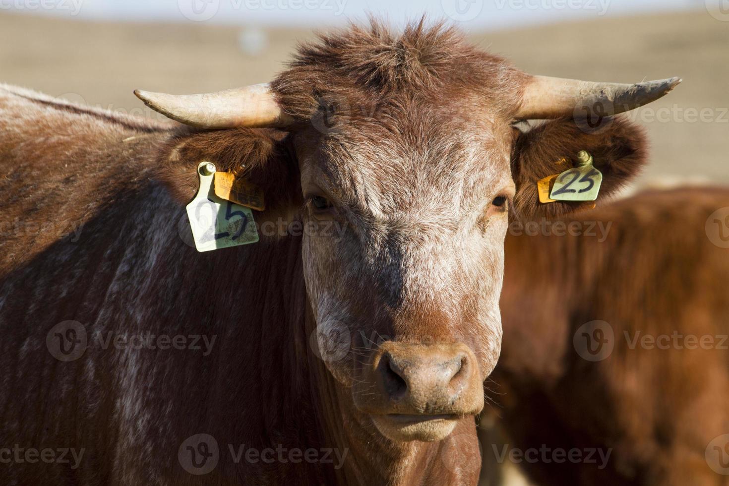 braune Kühe auf trockenem Land foto