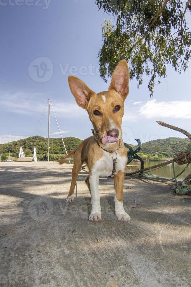 Haushund Nahaufnahme foto