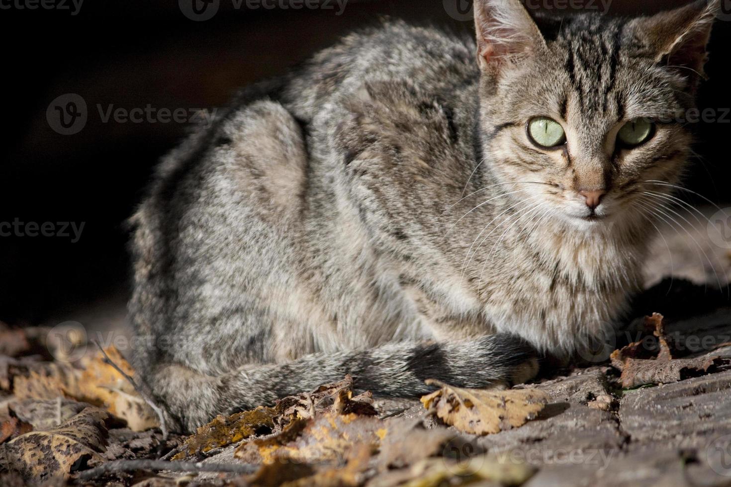 Hauskatze Nahaufnahme foto