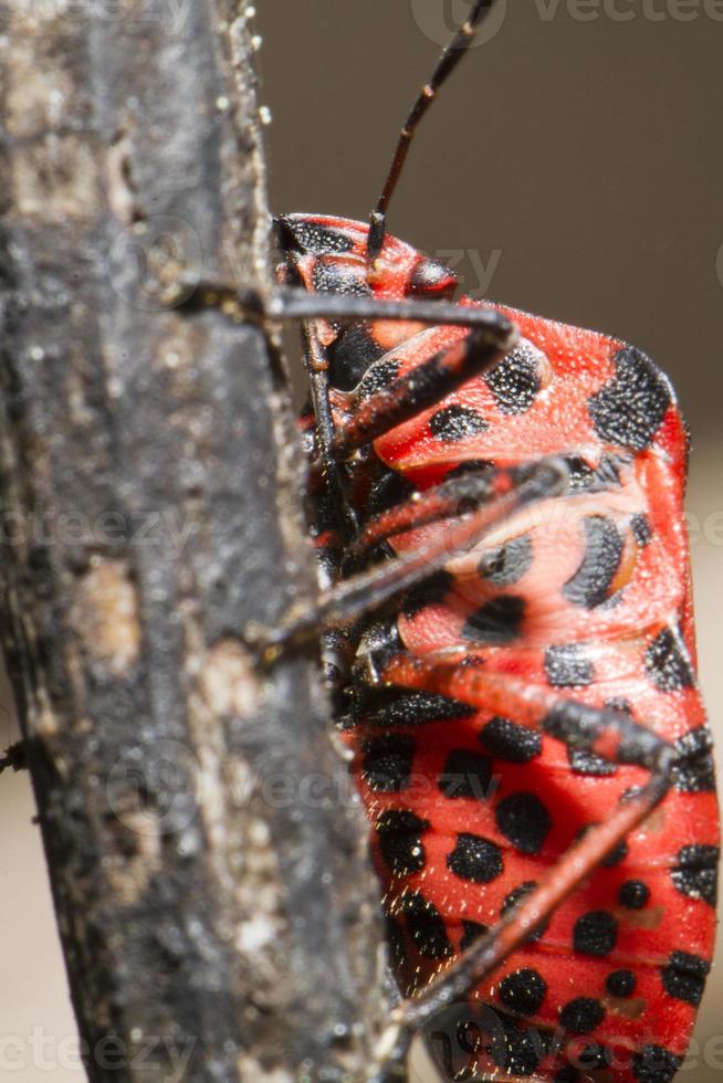 Graphosoma lineatum-Bug foto