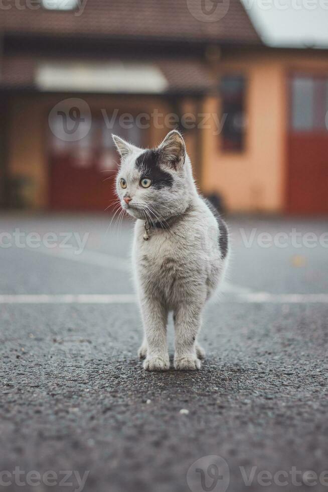 Porträt von Weiß und schwarz Kätzchen mit Glocke und seine zuerst Bewegung im Natur. Kitty Spaziergänge durch das Straße und neugierig macht ihr Weg zu Abenteuer foto