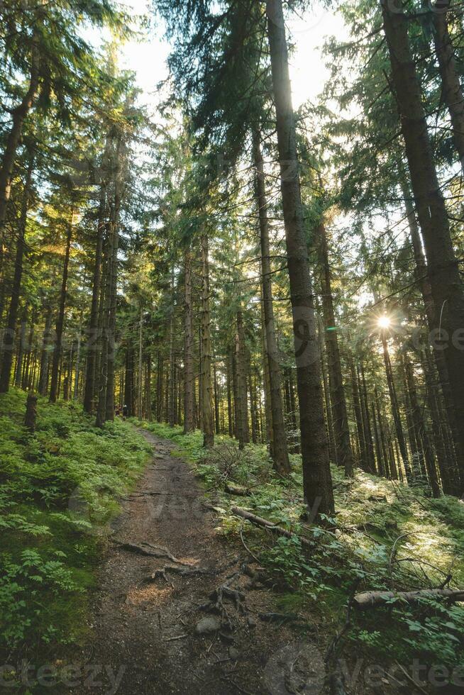 Wald Pfad führen durch Nadelbaum Bäume mit das Sonne leuchtenden durch im Beskiden Berge, Tschechisch Republik foto