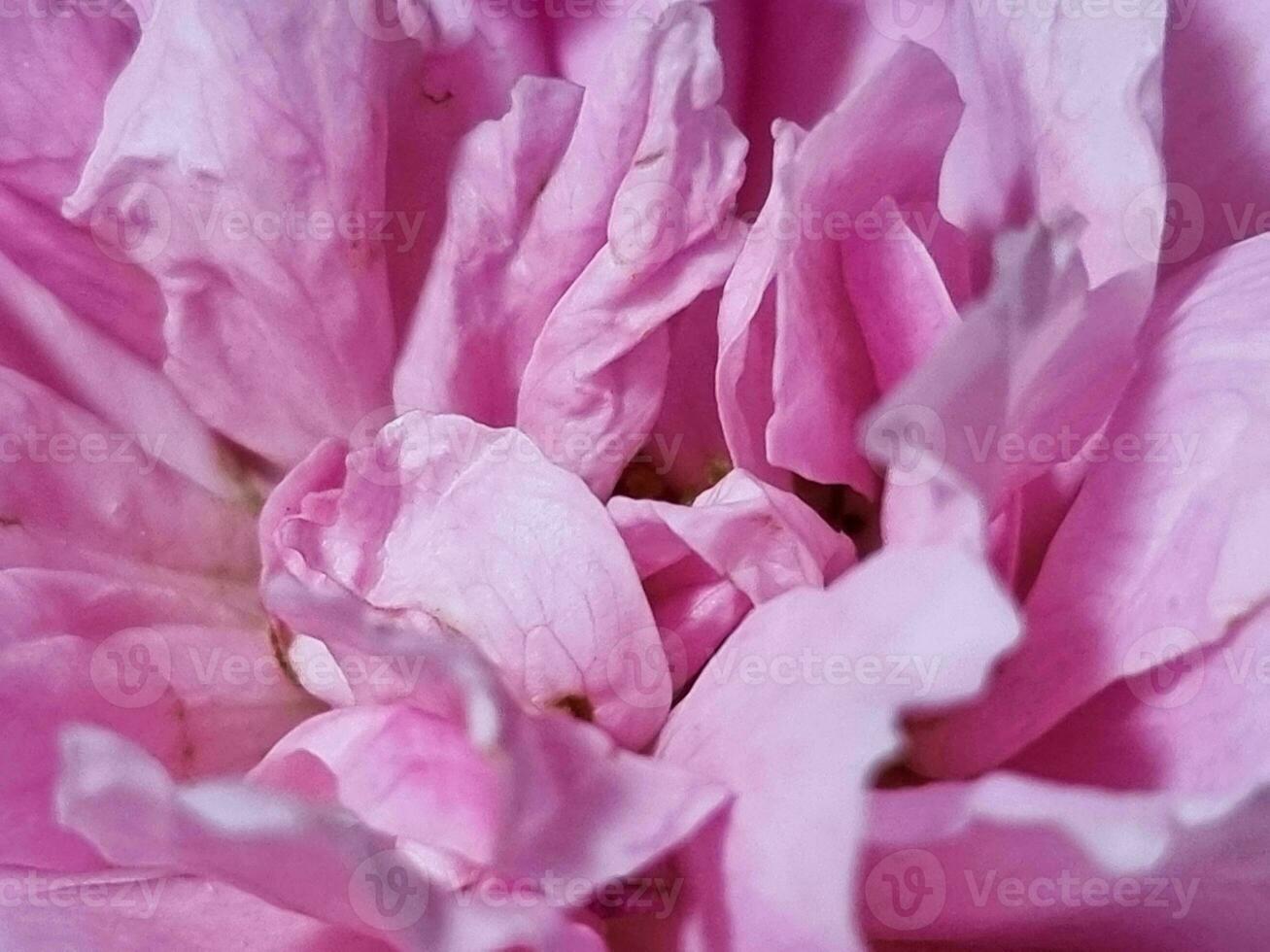 schön oben Center Aussicht Rosa Rose duftend Blumen Blühen im Botanik Garten Duft von frisch Geruch foto