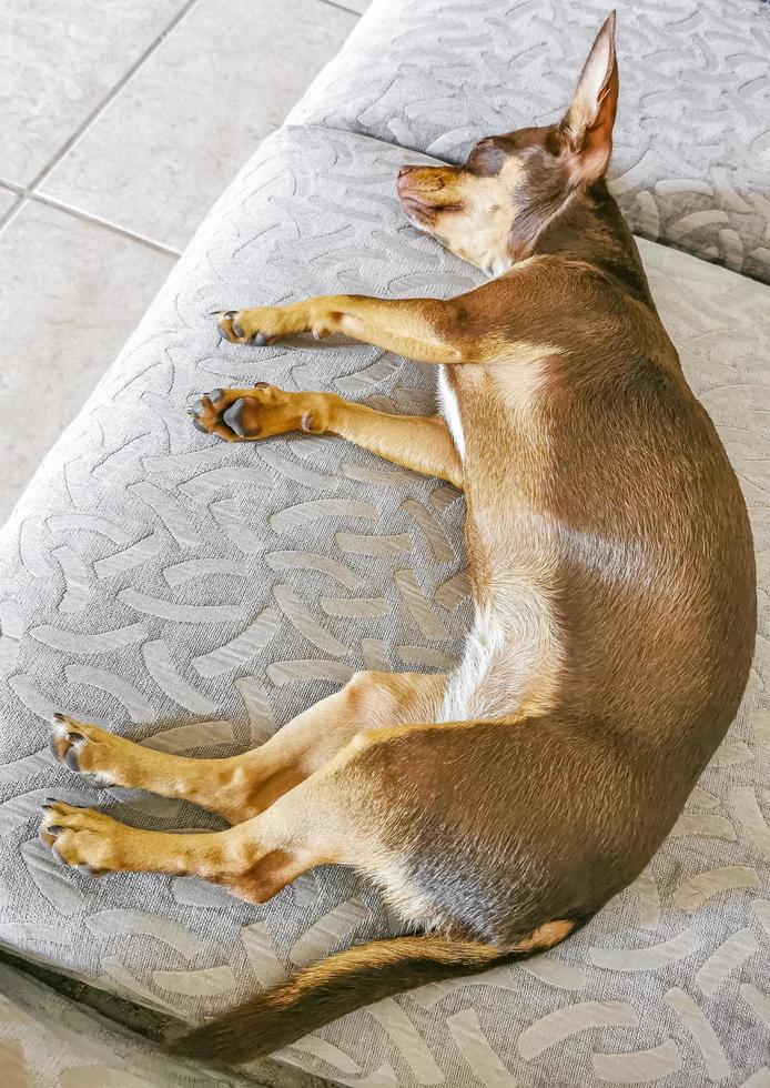 müder Chihuahua-Hund liegt auf lustige Weise auf der Couch foto