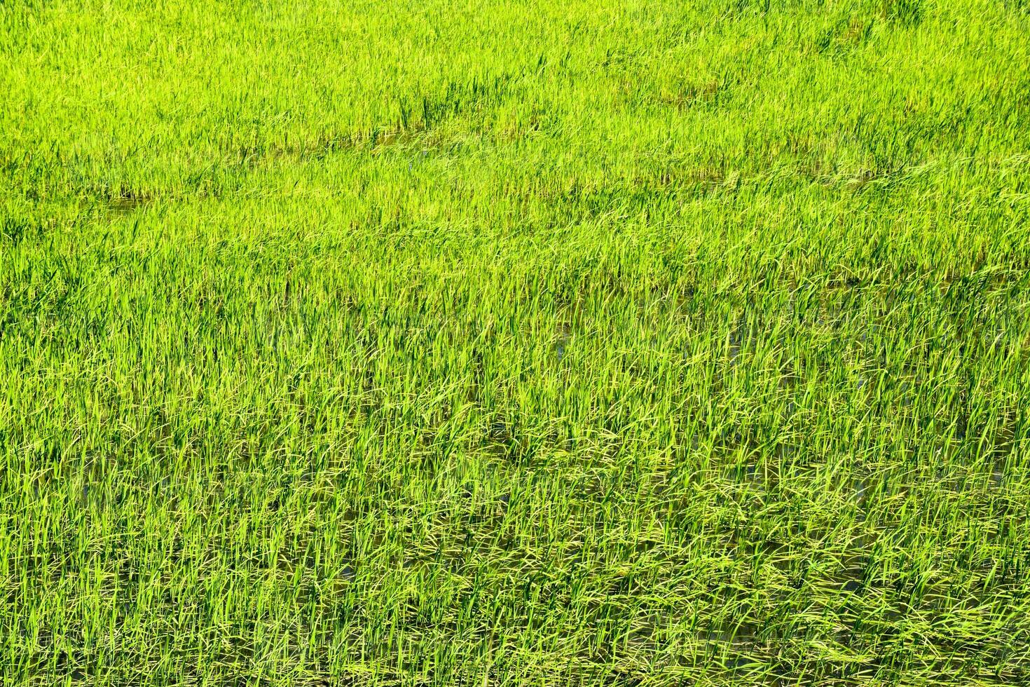 Feld von Reis im das Reis Reisfelder foto