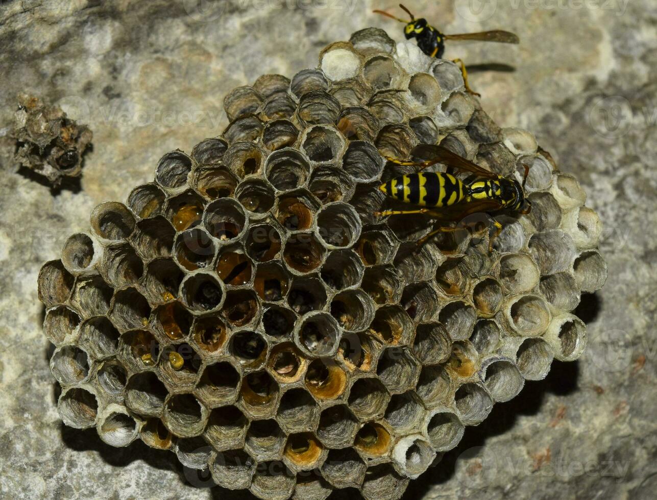 Vespiarium. Wespen Polist. das Nest von ein Familie von Wespen welche ist genommen ein Nahansicht. foto