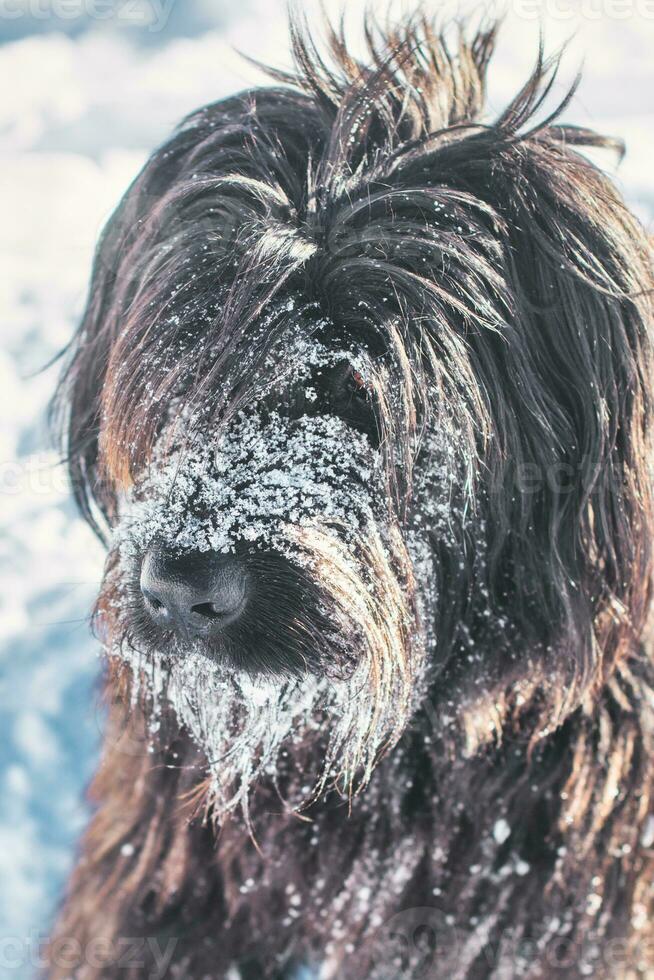 ein Hund mit schwarz Pelz und ein schneebedeckt Schnauze foto