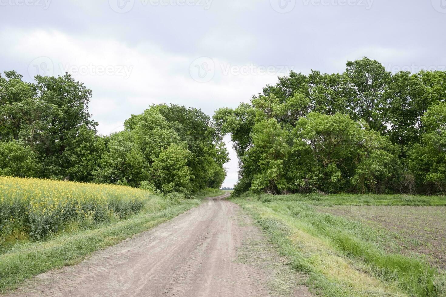 Straße zu das Feld. das Straße Vorbeigehen zwischen das Bäume. Weg durch das Wald. Symbol von Leben. foto