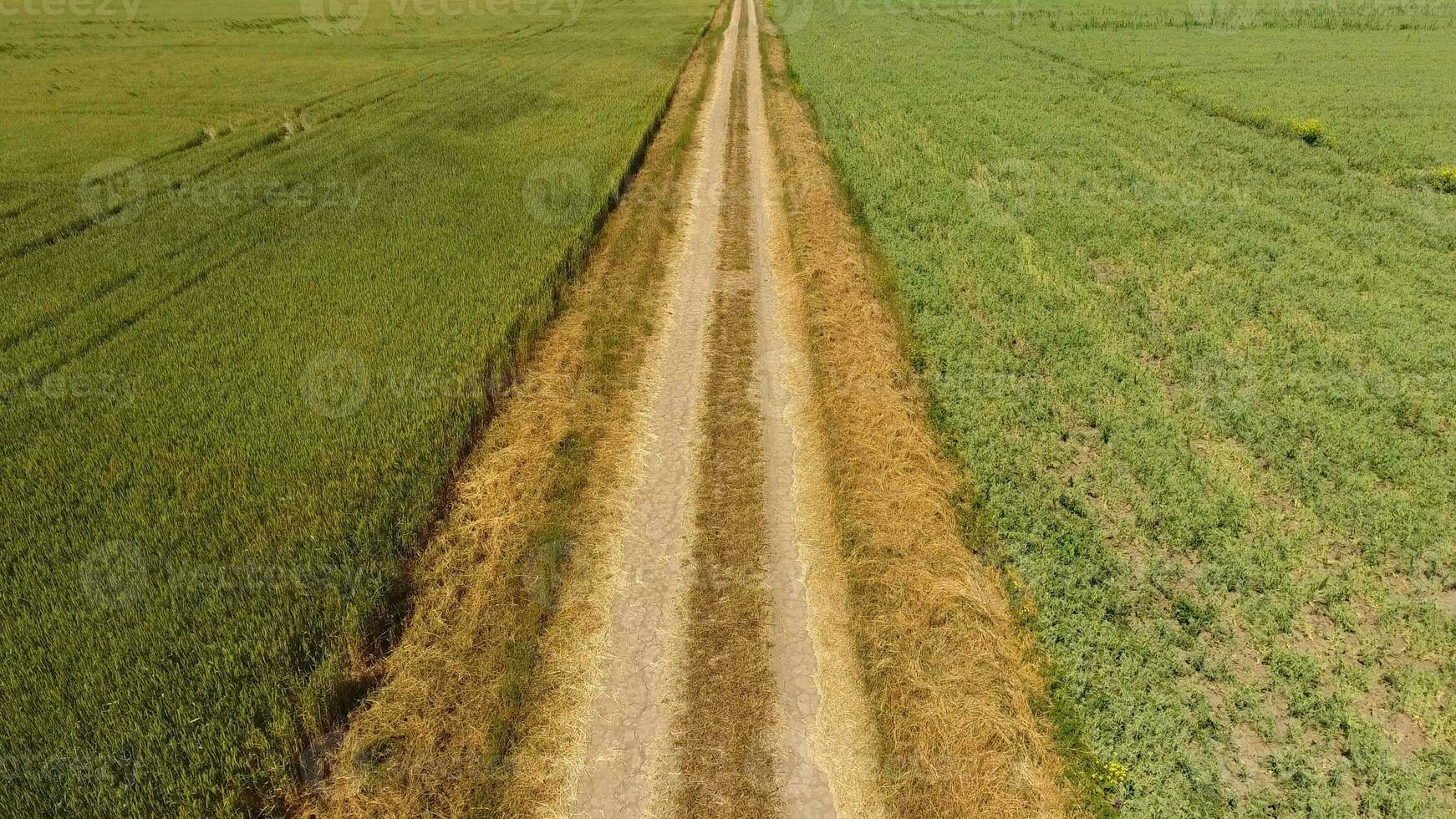 ein Schmutz Straße zwischen das Felder von Weizen und Erbsen. foto