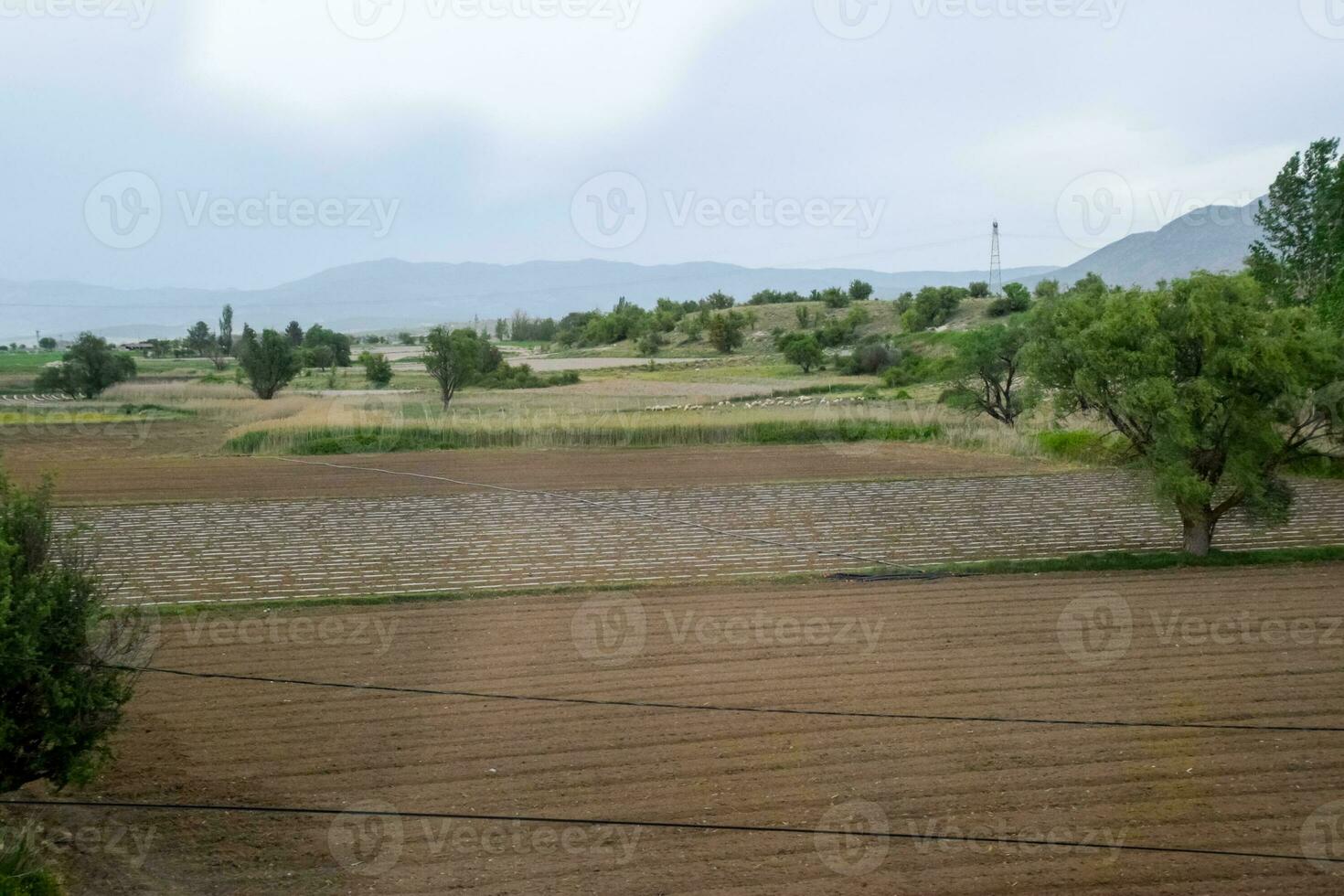 Feld mit Pflanzen von Wassermelonen unter das Film foto