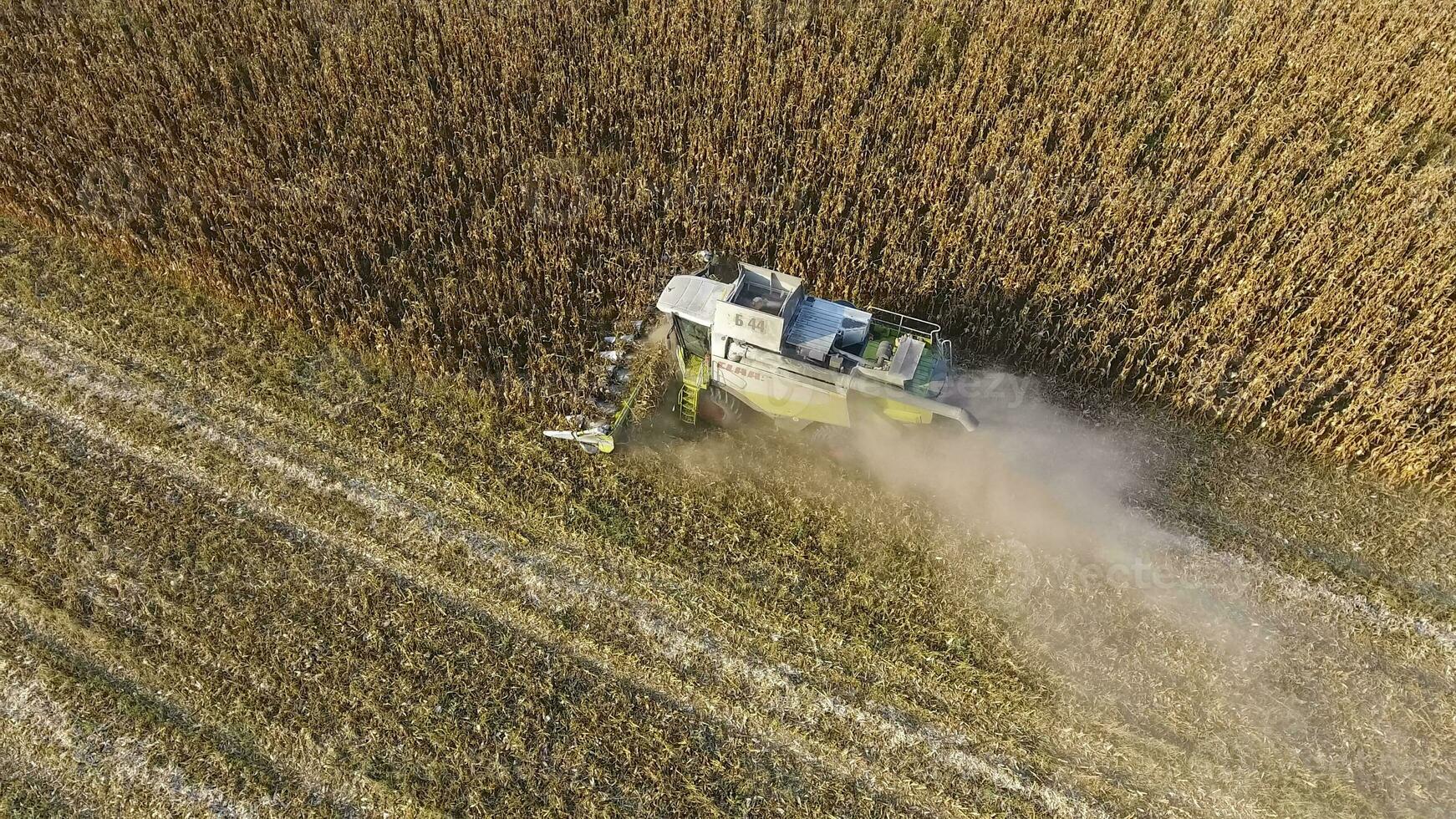 Mähdrescher Ernten Mais. sammeln Mais Kolben mit das Hilfe von ein kombinieren Mähdrescher. reif Mais auf das Feld. foto