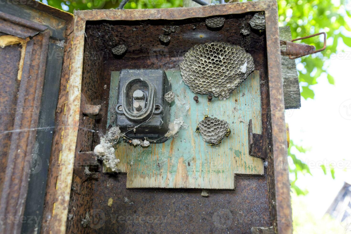 Nest von Wespen im das alt elektrisch Telefonzentrale. Wespe Polist. foto