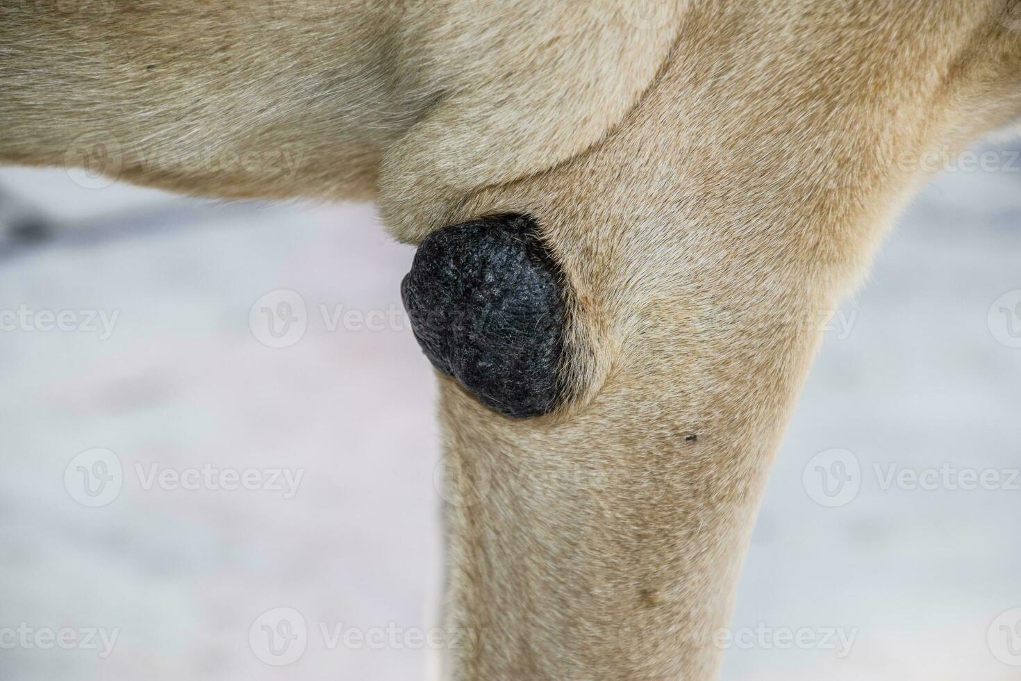 Mais auf das Ellbogen von ein Hund. Eckzahn Krankheiten, Kallus auf Glieder von ein Hund. foto