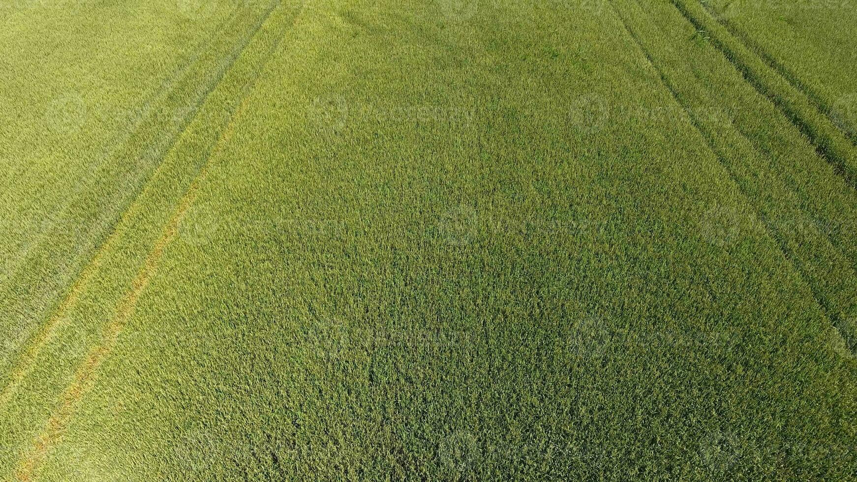 Grün Weizen im das Feld, oben Aussicht mit ein Drohne. Textur von Weizen Grün Hintergrund. foto