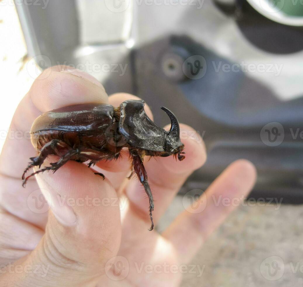 das Nashorn Käfer ist im das Hände von Mann. ein starrflügelig Insekt. foto