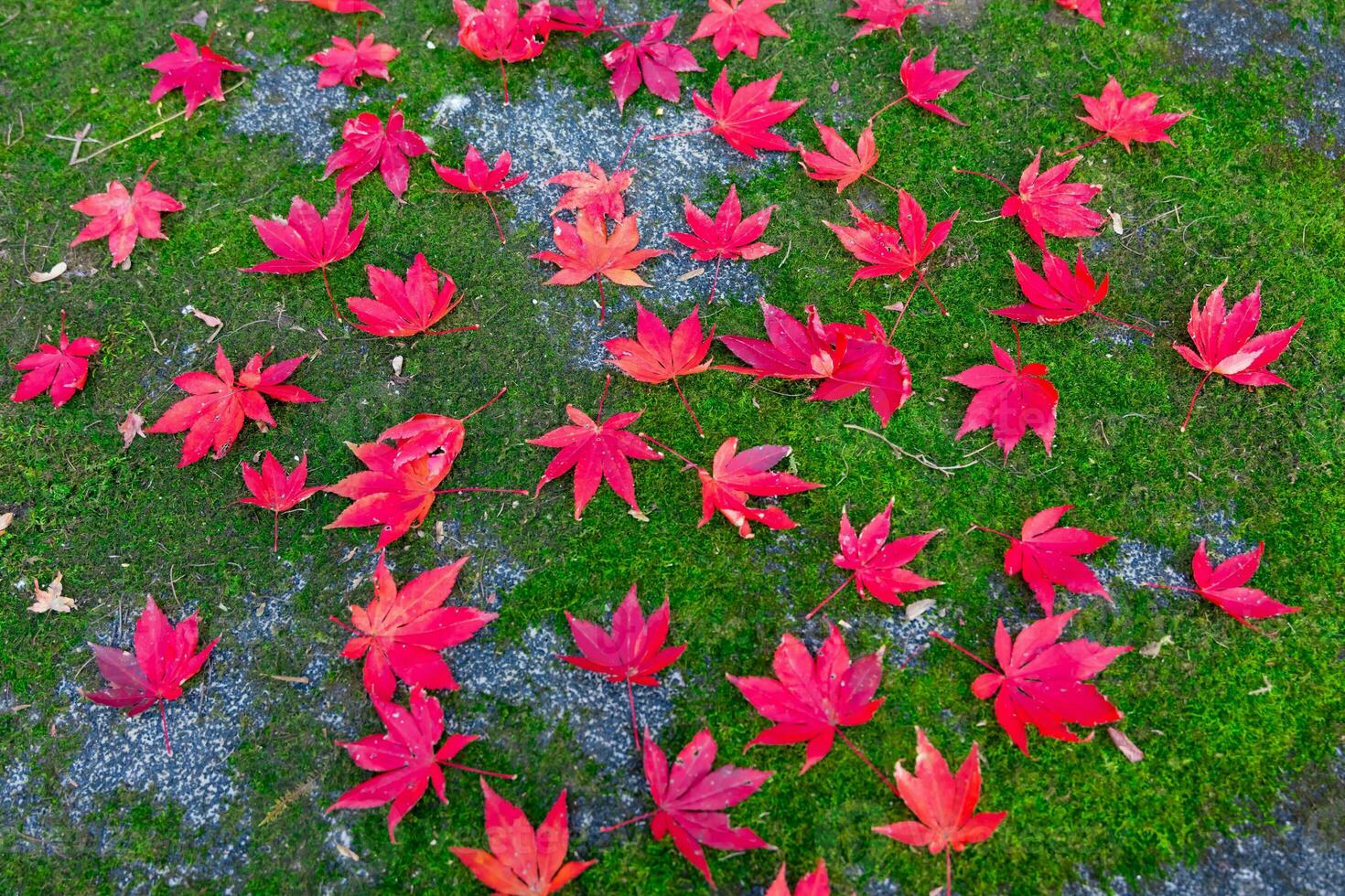 rot Blätter auf das Boden beim das Park im Kyoto im Herbst Nahansicht foto