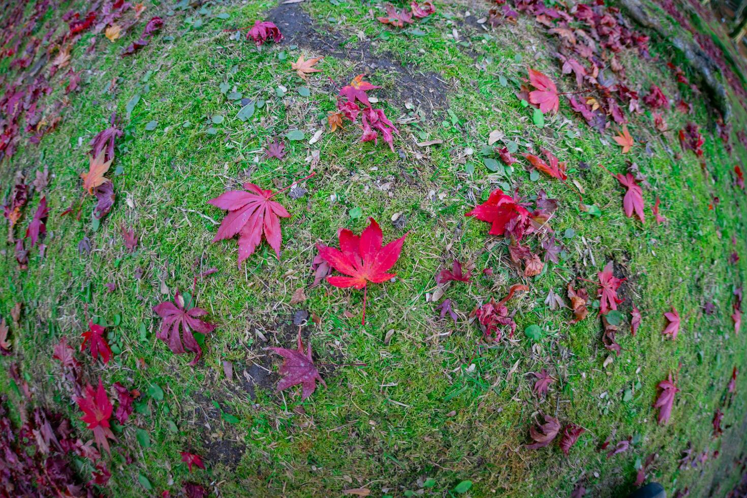 rot Blätter beim kasagiyama Momiji Park im Kyoto im Herbst Fisch Auge Schuss foto