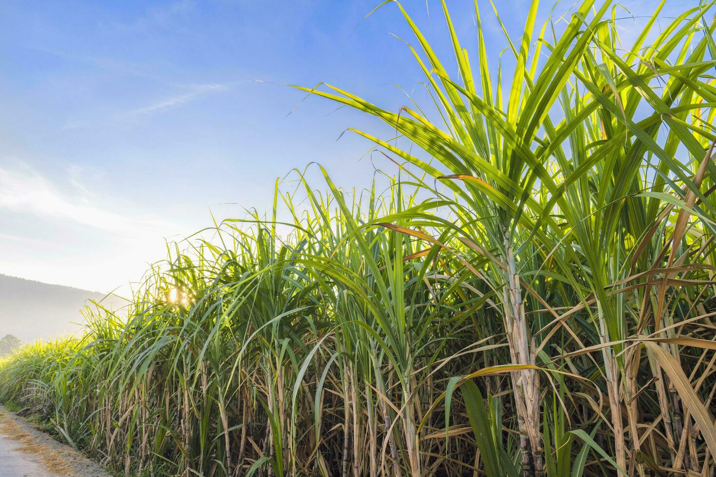 Zuckerrohr wachsend im das Felder im Sonnenaufgang foto