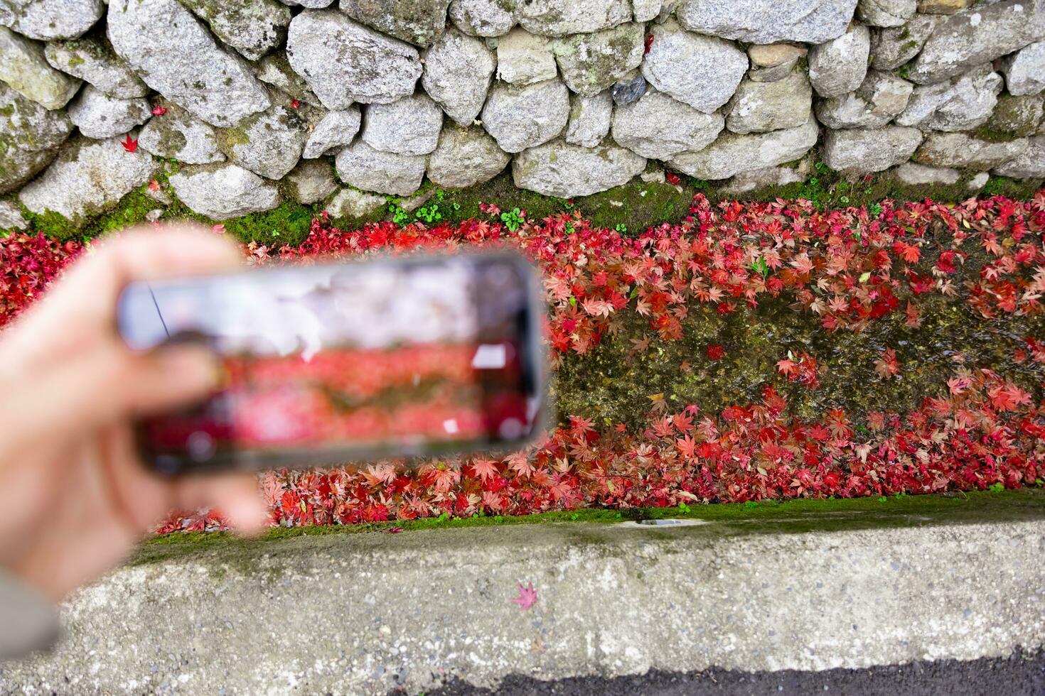 ein Smartphone Schießen gestapelt oben rot Blätter im das eng Rinne im Herbst foto