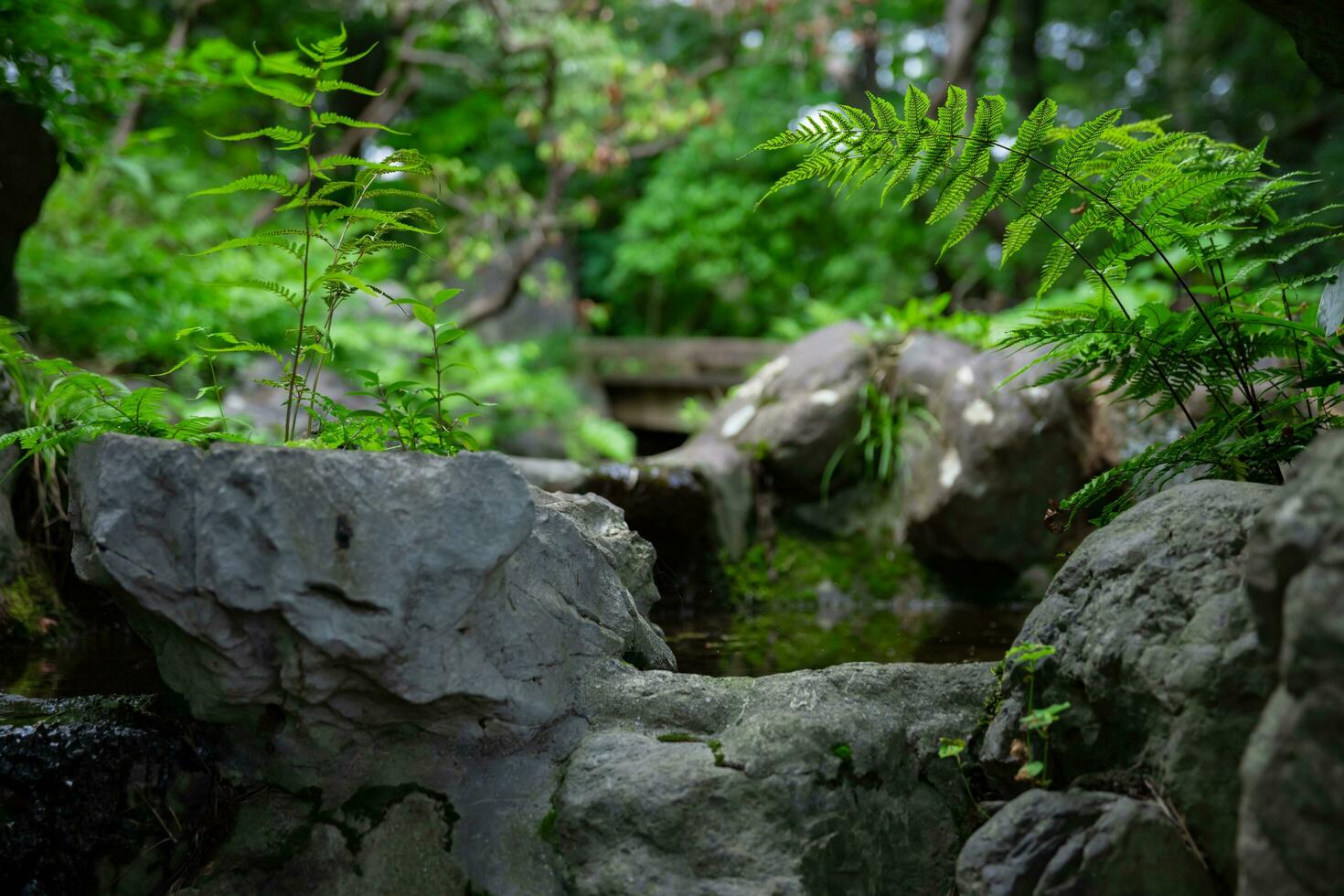 ein Wald Bach beim das Grün Wald schließen oben foto