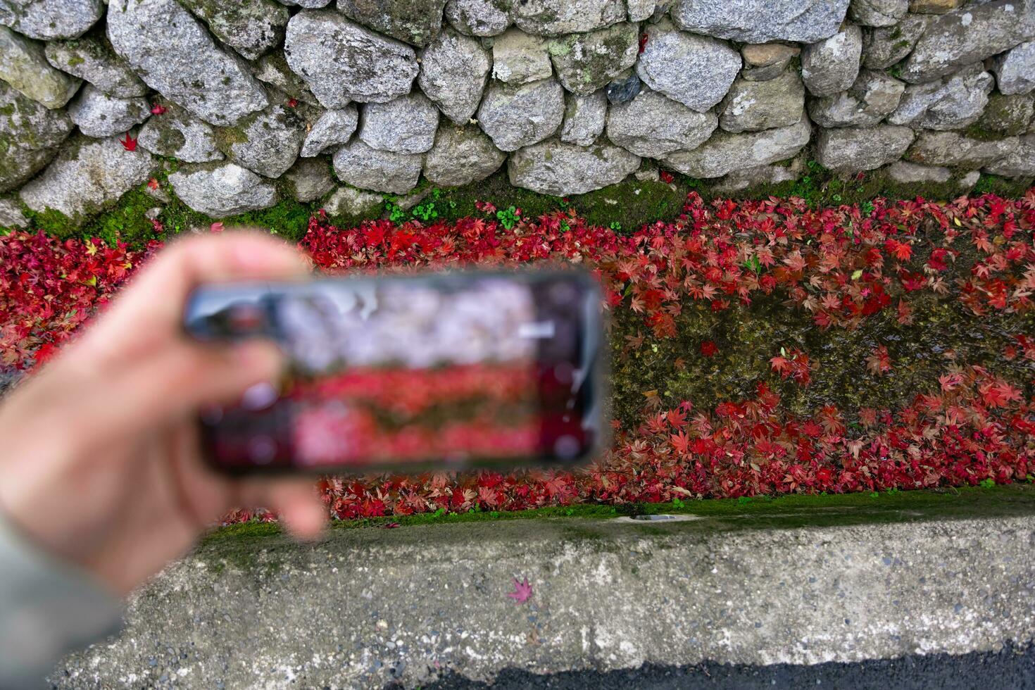 ein Smartphone Schießen gestapelt oben rot Blätter im das eng Rinne im Herbst foto