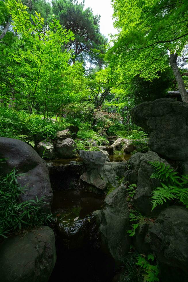 ein Wald Bach beim das Grün Wald schließen oben foto