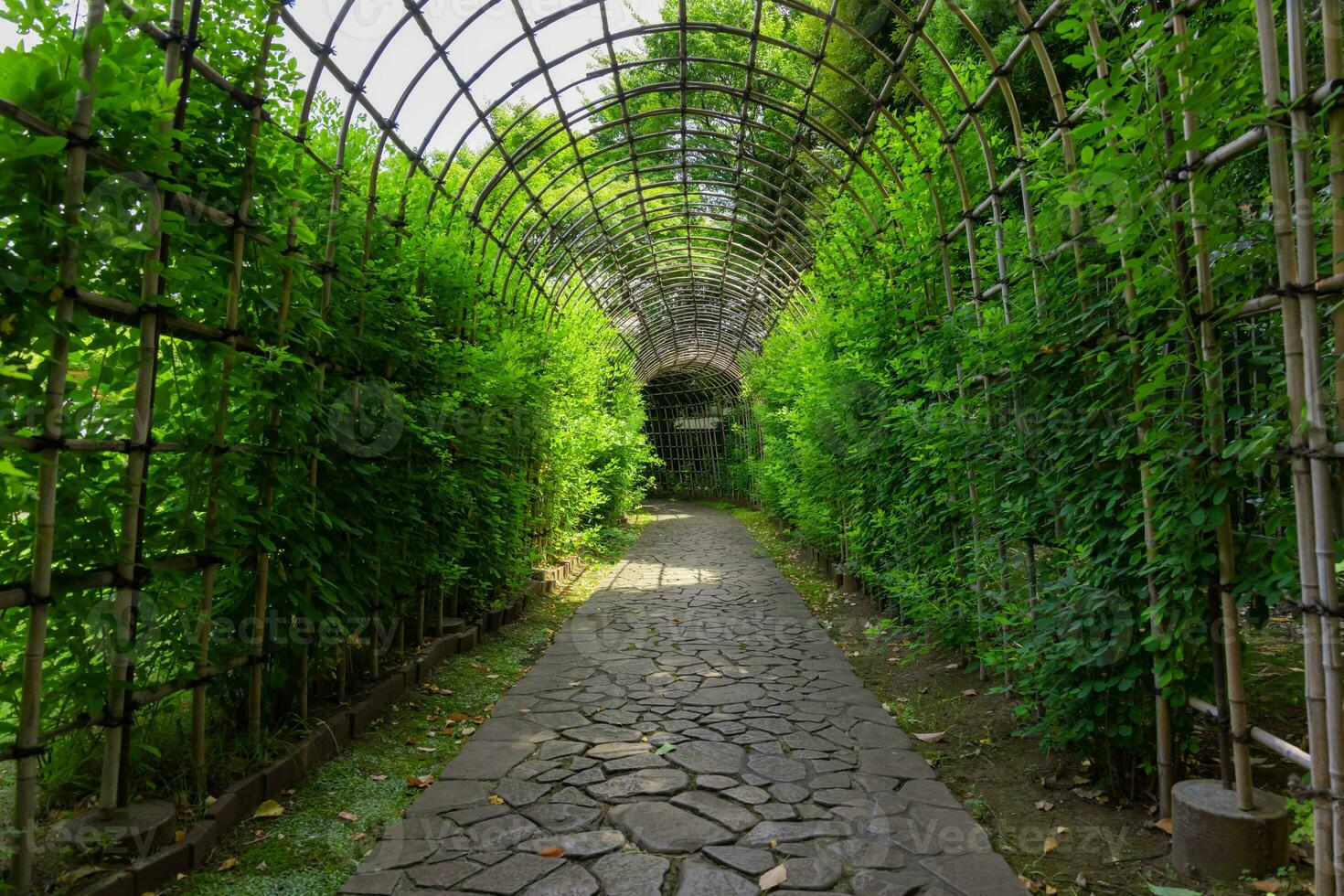 ein Grün Pflanze Tunnel beim das Garten im Sommer- breit Schuss foto